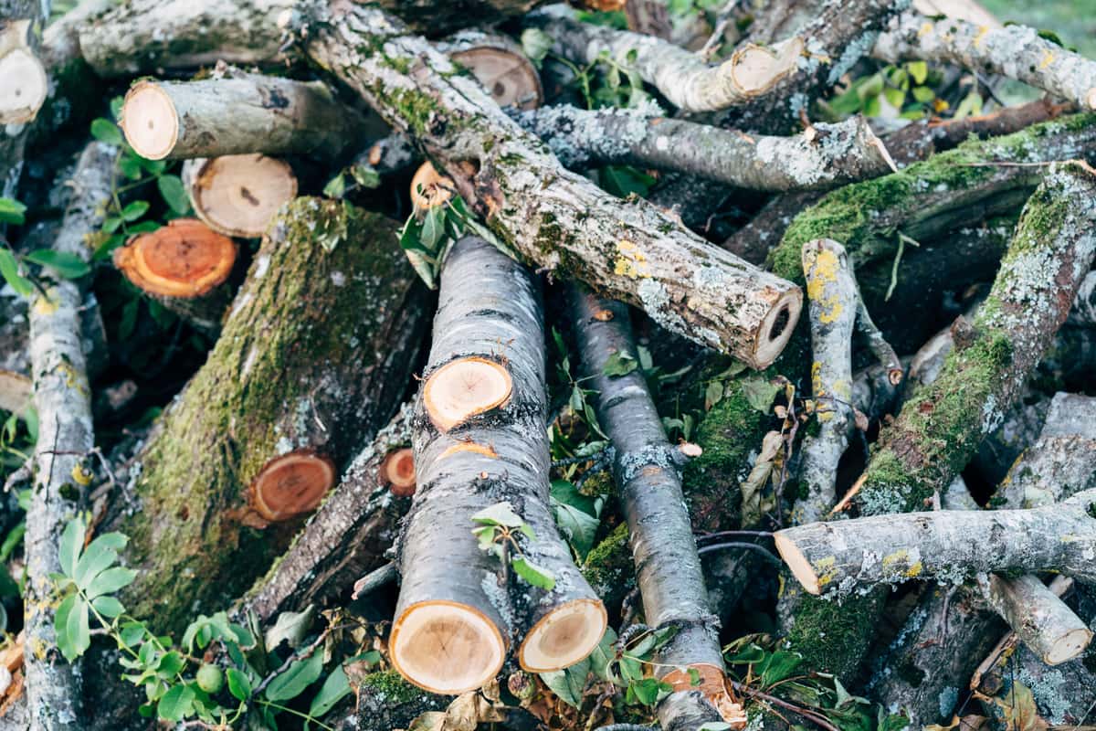 Cut logs stacked in a wooded setting