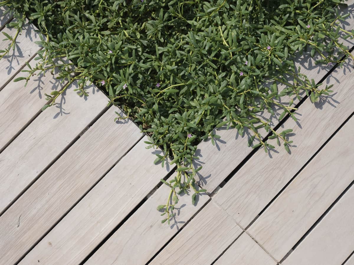 Wooden deck slats with green foliage beyond