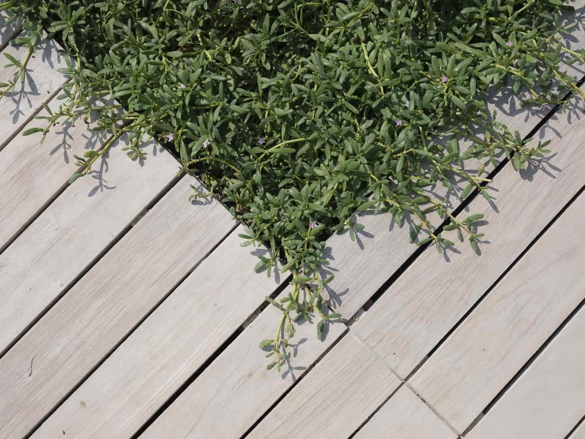 Wooden deck boards