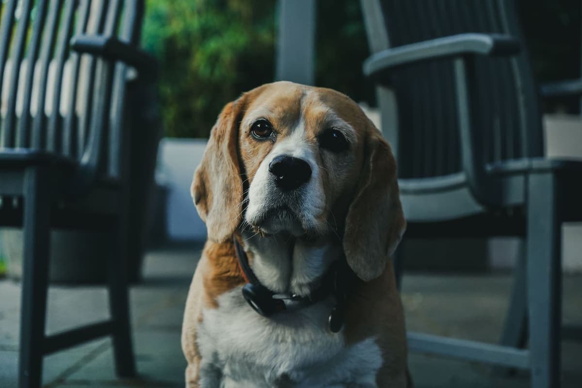 A dog sitting outdoors