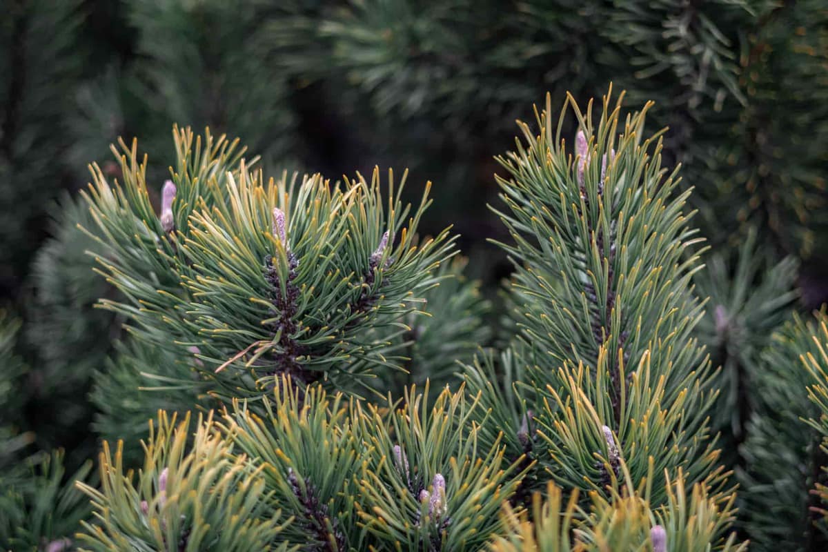 Close view of evergreen pine needles